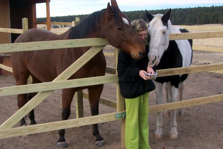 Articles about Holistic Horse Care
