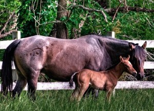 Kate and her foal Dillon