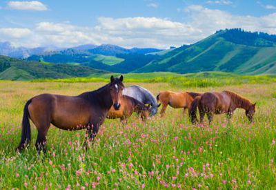 New Earth Products from Holistic Horsekeeping