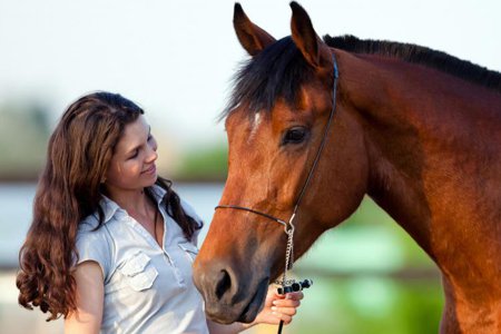 Consultations about Holistic Horse Care