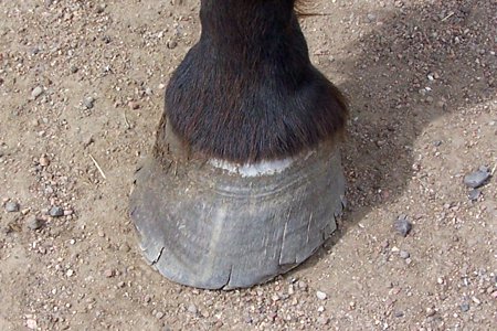 Online Course about Holistic Horse Care