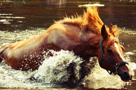 Online Course about Holistic Horse Care