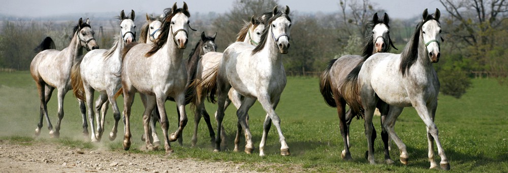Other Holistic Practitioners Five Element Horse Types and Temperaments