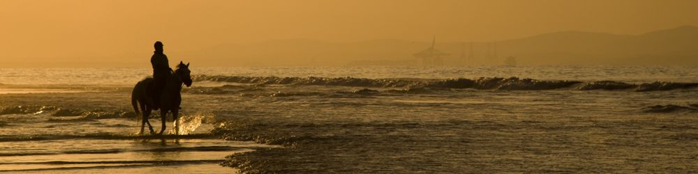 Other Holistic Practictioners Five Element Horse Types and Temperaments