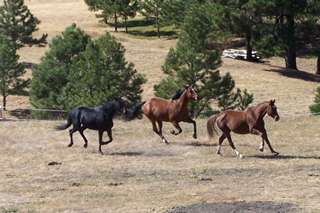 Consultations about Holistic Horse Care