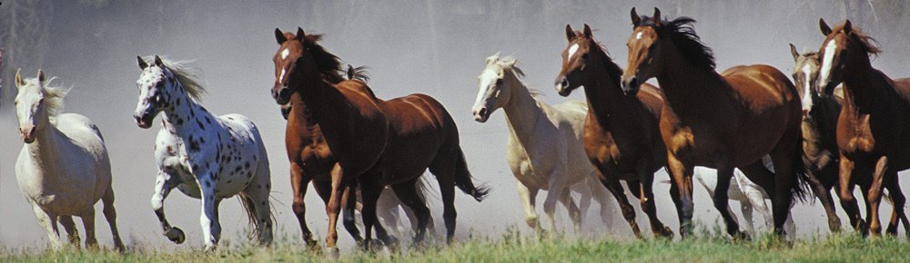 Five Element Horse Types and Temperaments